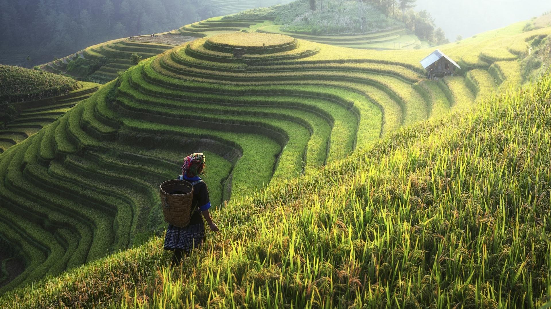 Rizières en terrasses dans les montagnes du nord du Vietnam